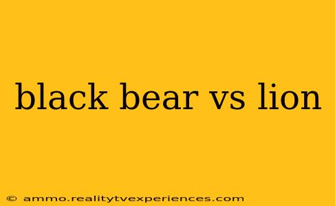 black bear vs lion