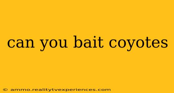 can you bait coyotes