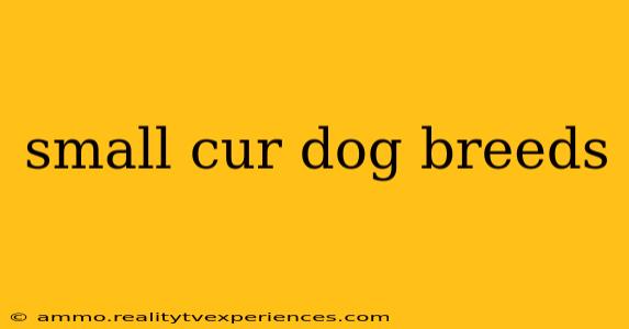 small cur dog breeds