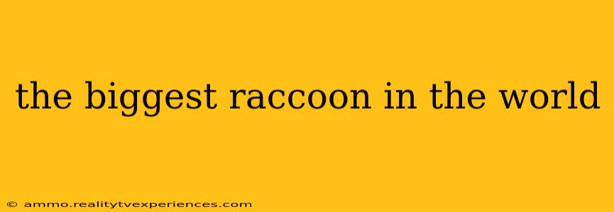 the biggest raccoon in the world